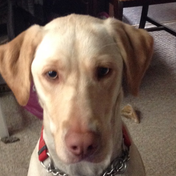 Meet your Posher, Gerry - Picture 1 of 1